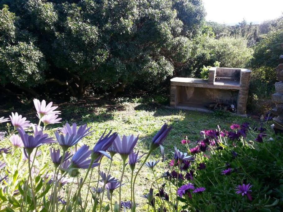 L' Elicriso, A Pochi Passi Dal Mare Con Giardino Privato - The Elicriso, A Few Meters From The Sea, With Private Garden Lejlighed Stintino Eksteriør billede