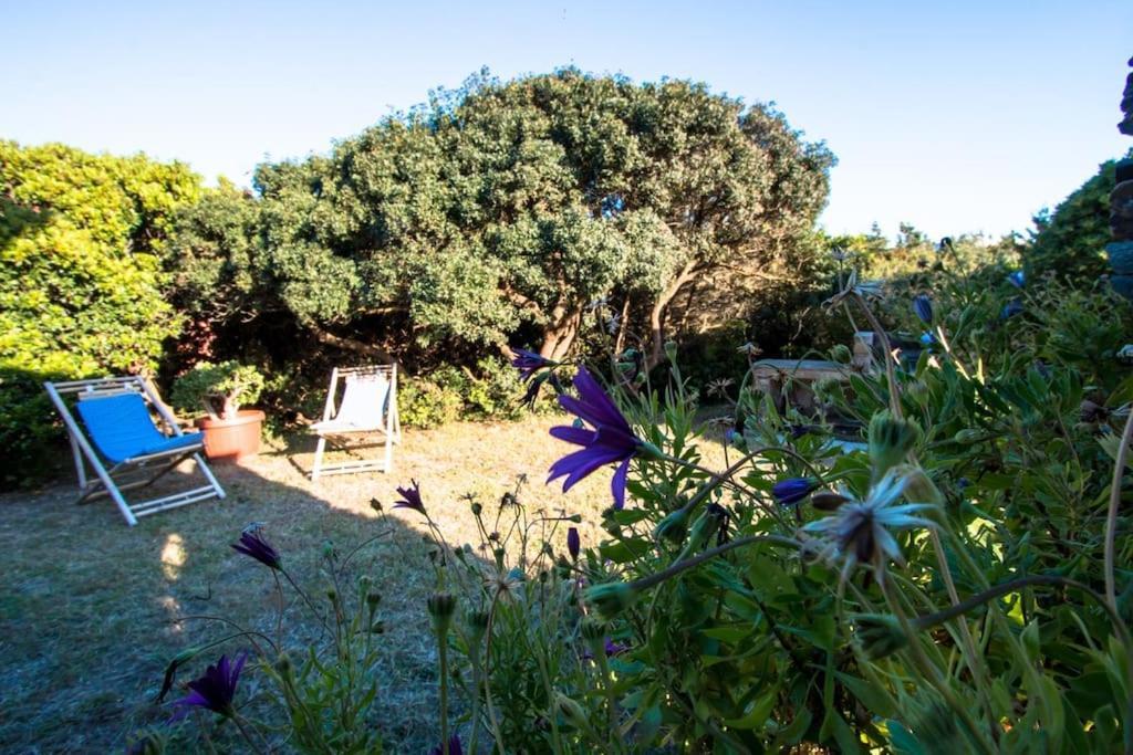 L' Elicriso, A Pochi Passi Dal Mare Con Giardino Privato - The Elicriso, A Few Meters From The Sea, With Private Garden Lejlighed Stintino Eksteriør billede
